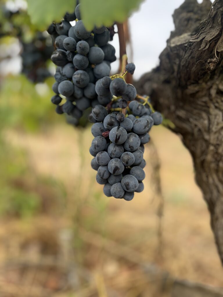 Gaujac, Côtes du Rhône,