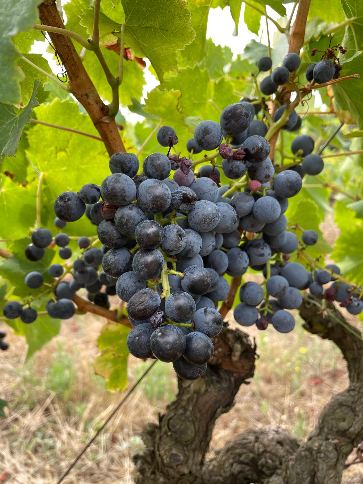 Gaujac, Côtes du Rhône,